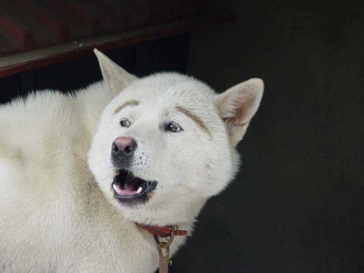 inu